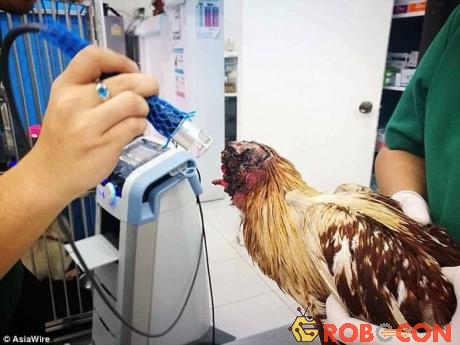 Một nhân viên đang kiểm tra đầu gà.