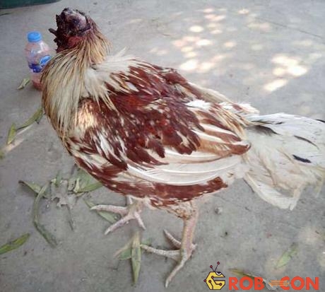 Chú gà không đầu ở Thái Lan.