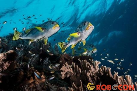 Tubbataha có 600 loài cá và 360 loài san hô.