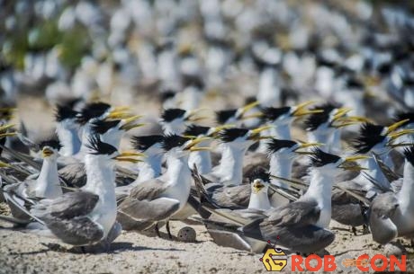 Khoảng 100 loài chim biển của Philippines sinh sống tại Tubbataha