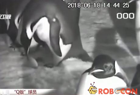 Bầy chim cánh cụt hoàng đế vội vàng cứu quả trứng bị rơi để ngăn trứng vỡ