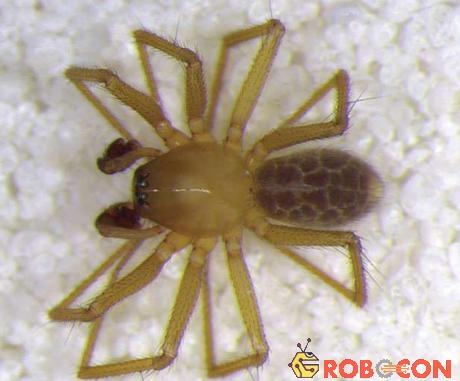 Cận cảnh loài nhện mới phát hiện tại bang Indiana, Mỹ 
