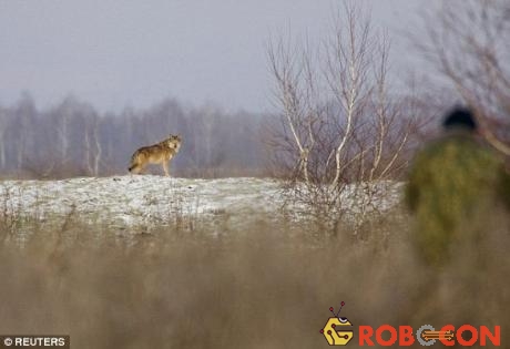 Một con sói đã mạo hiểm vượt ra ngoài ranh giới CEZ, có thể lây lan gene đột biến cho các loài động vật khác.