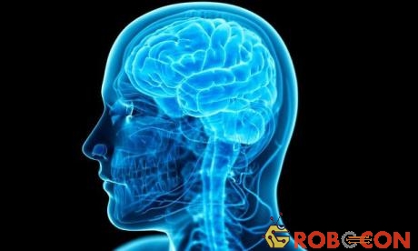Vùng vỏ não trước trán có liên quan đến nhận thức của con người về những việc thiện ác