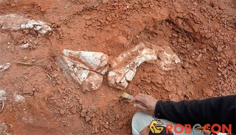 Hóa thạch của một loài khủng long khổng lồ được tìm thấy ở Balde de Leyes