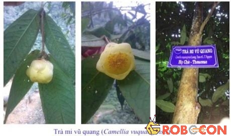Cây và hoa trà mi Vũ Quang (Camellia vuquangensis) 