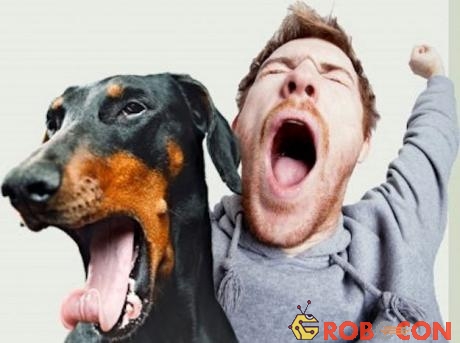 Nhìn thấy con người ngáp khiến chó cảm thấy căng thẳng hơn, do đó chúng ngáp theo để giảm bớt.