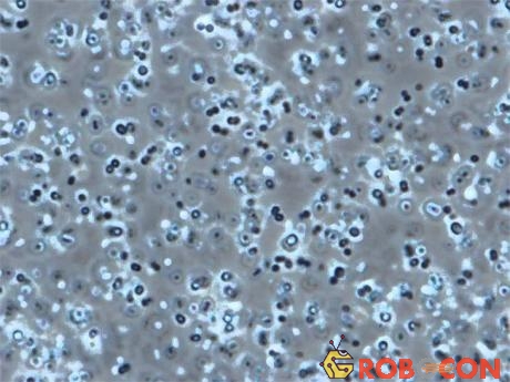 Vi khuẩn Planococcus halocryophilus