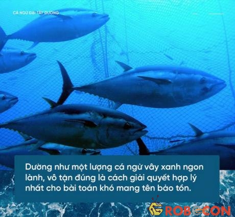 Hình dáng con cá ngừ vây xanh được tự nhiên thiết kế hoàn hảo để trở thành một vận động viên bơi lội.
