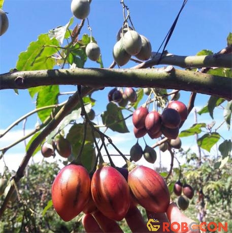 Giá loại cà chua này hạ nhiệt vì chúng đã được một số nhà vườn ở Đà Lạt (Lâm Đồng) trồng thành công và bắt đầu cho thu hoạch.