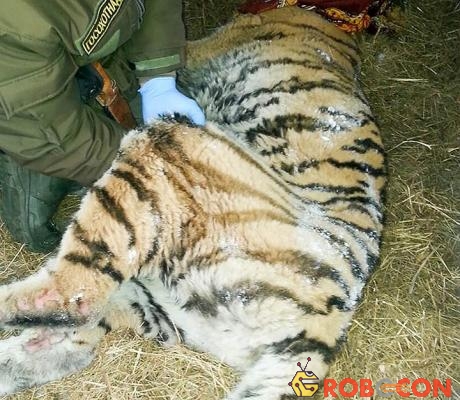 Các nhân viên cứu hộ điều trị cho con hổ. 