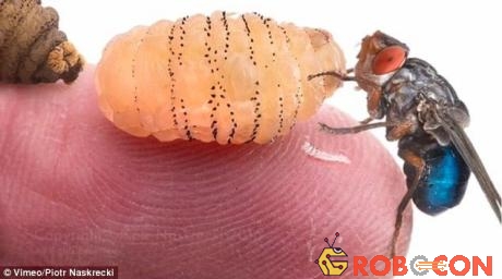 Ấu trùng ruồi trâu có thể di chuyển khắp cơ thể người, thậm chí có thể vượt qua hàng rào máu não.