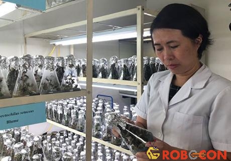 TS Phạm Hương Sơn kiểm tra cây trong phòng nuôi cấy mô.