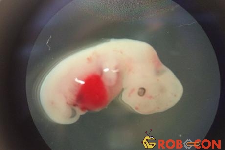 Phôi thai lợn tiêm tế bào gốc người ở 4 tuần tuổi.