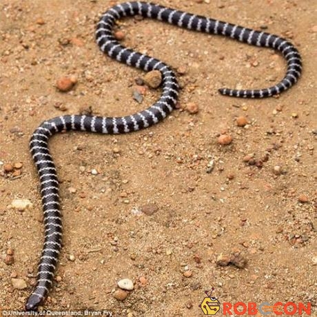 Bandy-bandy là loài rắn độc nhất vô nhị về cả ngoại hình lẫn cấu trúc gene.