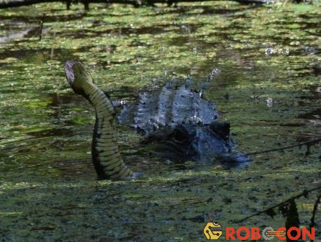 Khi con rắn nước phương nam đến gần, cá sấu mẹ đã lao ra để bảo vệ ít nhất 11 cá sấu con.