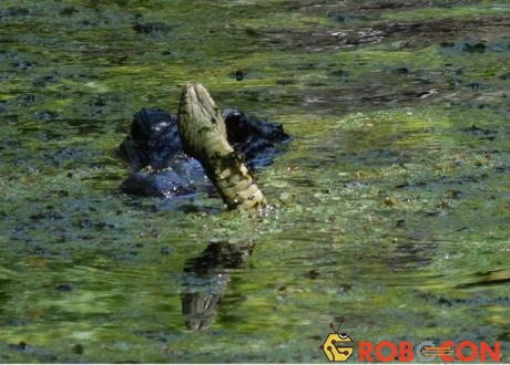 Cuộc chiến giữa cá sấu và rắn.