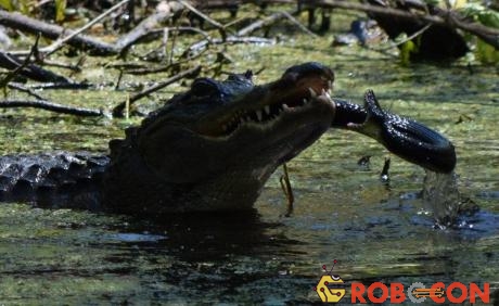Cá sấu tấn công rắn để bảo vệ con
