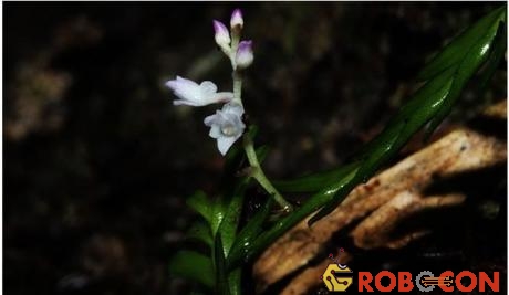 Loài lan mới Podochilus truongtamii Aver. et Vuong được phát hiện ở Khánh Hòa. 