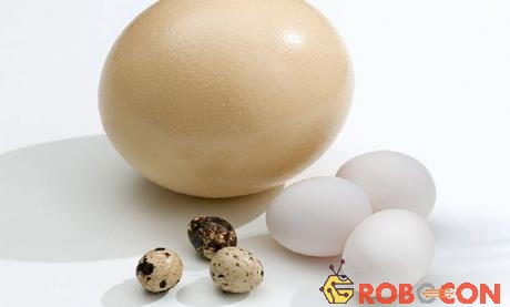 Trứng ngỗng nặng hơn trứng gà nhưng kém giá trị dinh dưỡng hơn. 