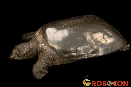 Cá thể cái duy nhất của loài rùa Hoàn Kiếm ở Trung Quốc.