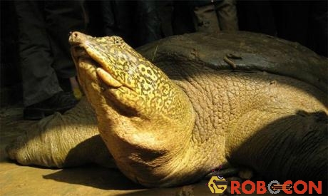 Rùa Hoàn Kiếm được giải cứu sau vụ vỡ đập Đồng Mô, Hà Nội vào năm 2008.