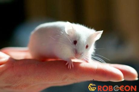 Chú chuột trông nhỏ bé, nhưng giá trị của chú thì có thể không hề nhỏ.
