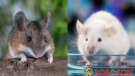 Chuột dường như là loài vật được sinh ra cho khoa học.