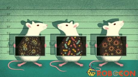 Trên thực tế, chuột là vật thể thí nghiệm phổ biến nhất