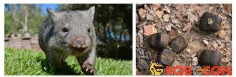 Phân của wombat có hình khối lập phương.