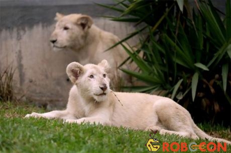 Sư tử trắng trong sở thú Huachipa