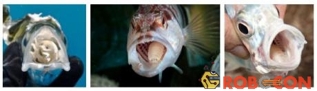 Cymothoa exigua có thể sống bám nhiều năm trong lưỡi cá