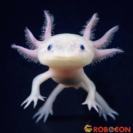 Kỳ giông Axolotl (hay kỳ giông Mexico)