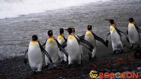 Chim cánh cụt vua là loài rất gắn bó với quê hương. 