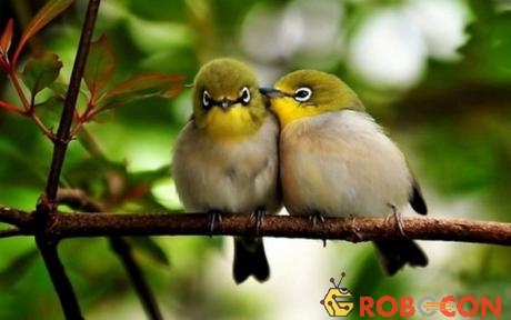 Tiếng chim hót để liên lạc giống như cách chúng ta chào hỏi bạn bè hoặc thăm hỏi xem họ có ổn không.