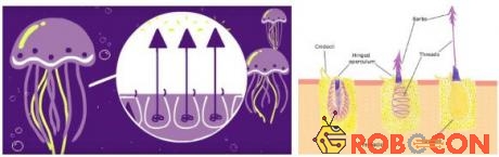Con sứa độc cũng có một cấu trúc hình mũi tên, gọi là nematocyst trên các tua râu của nó.