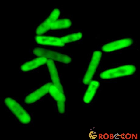 Tế bào phát huỳnh quang