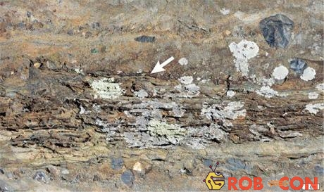 Thảm vi sinh hóa thạch - bằng chứng sự sống lâu đời nhất trên Trái đất 