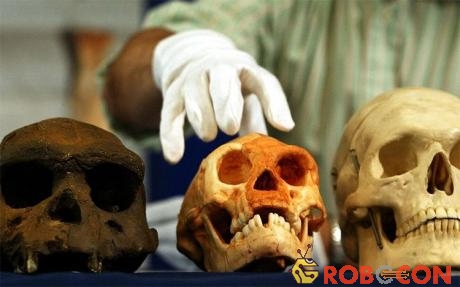 Hộp sọ của người Homo erectus từ Java