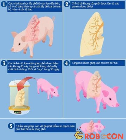 Các bước nuôi cấy phổi