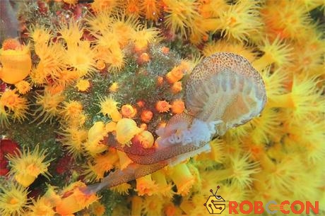 San hô bắt sứa hoa cà