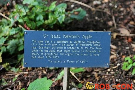 Bảng giới thiệu về cây táo Newton.