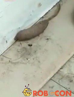 Giòi đuôi chuột khổng lồ bò quanh góc nhà