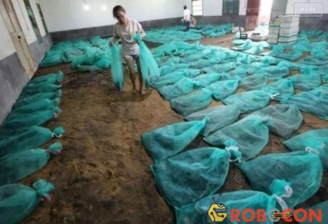 Yang Xiaoxia, một sinh viên tốt nghiệp đại học y khoa Trung Quốc, đặt túi nilon chứa rắn cái đang đẻ trứng trong một căn phòng phủ nền cát 