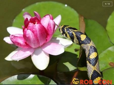 Một con rắn Mandarinus Euprepiophis