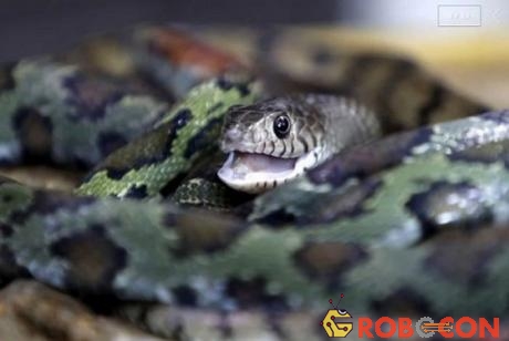 Công nhân ở làng Zisiqiao của Trung Quốc nuôi hàng triệu con rắn mỗi năm