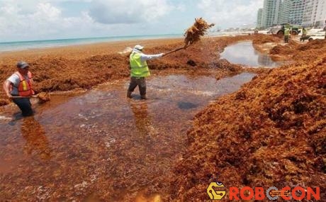 Tảo đuôi ngựa đang gây thảm họa sinh thái cho các vùng bờ biển Mexico.