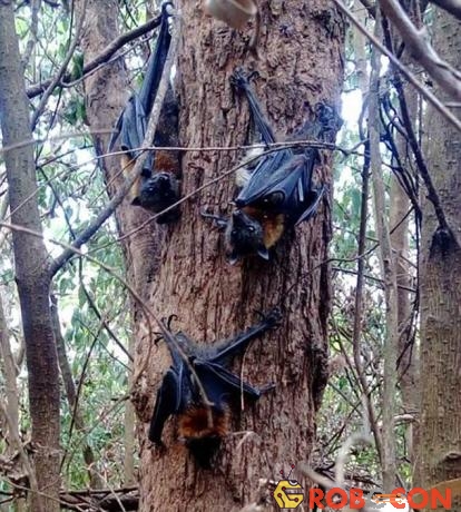 Những con cáo bay bị chết khô trên cây.