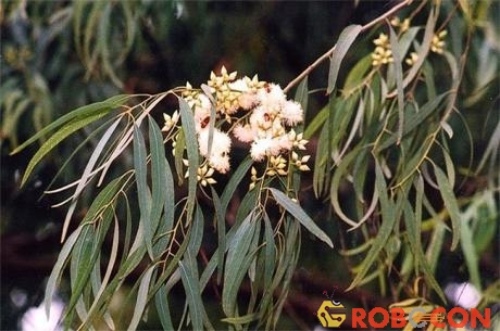 Bạch đàn ở Australia có khả năng hút vàng từ lòng đất rồi chuyển lên lá.