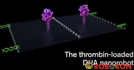 Robot nano DNA mới mang enzyme gây đông máu thrombin.